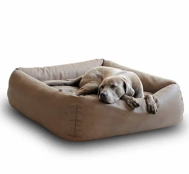 Hellbrauner Labrador schläft entspannt im Soft-Leder-Hundekorb von pet-interiors.