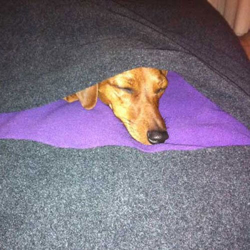 My little dachshund feels very comfortable on the exclusive Divan Due dog bed.